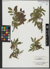 Foto von Salix hastata L.